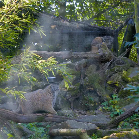 ロッテルダム動物園のノルブとポエスの写真