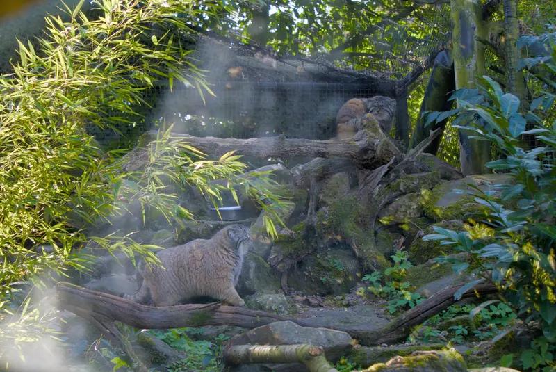 ロッテルダム動物園のノルブとポエスの写真