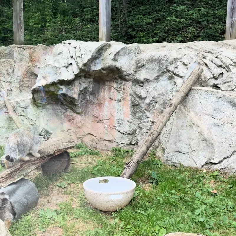 ビンガムトン動物園（ロス・パーク）のマヌルネコの写真