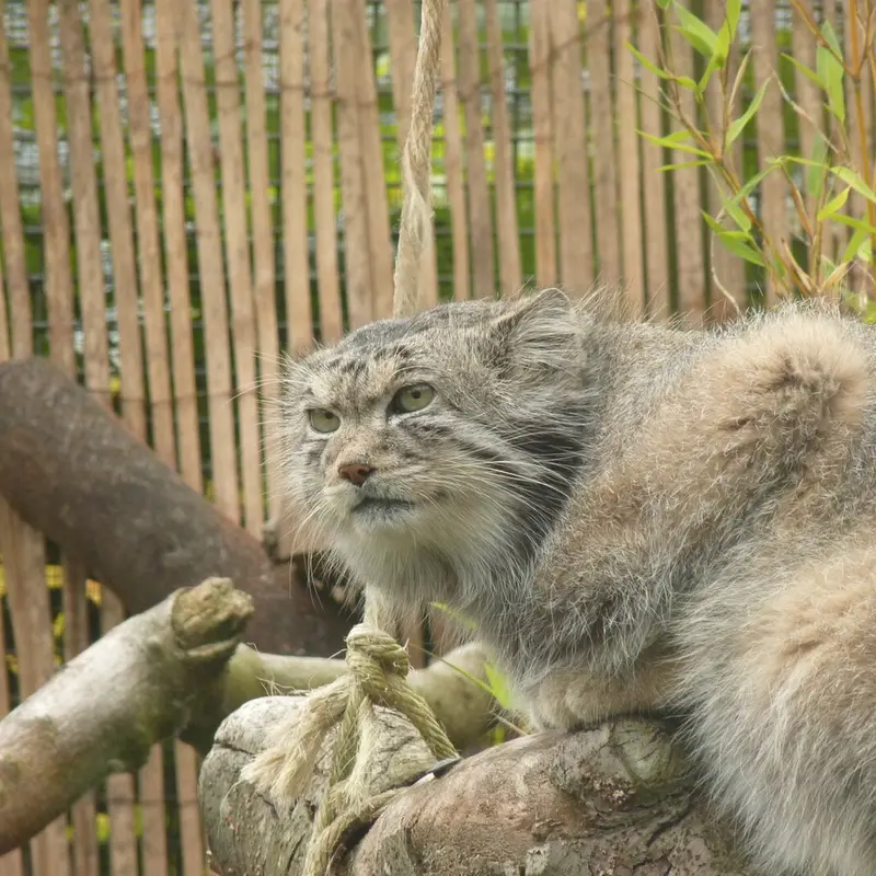 エディンバラ動物園のアキコの写真