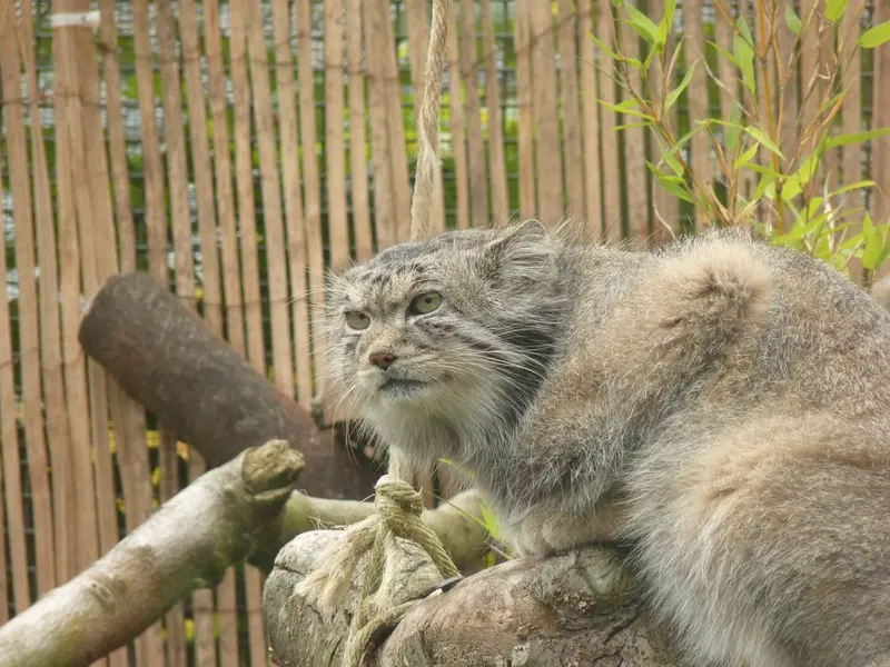 エディンバラ動物園のアキコの写真