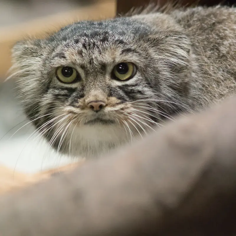 恩賜上野動物園のサフランの写真