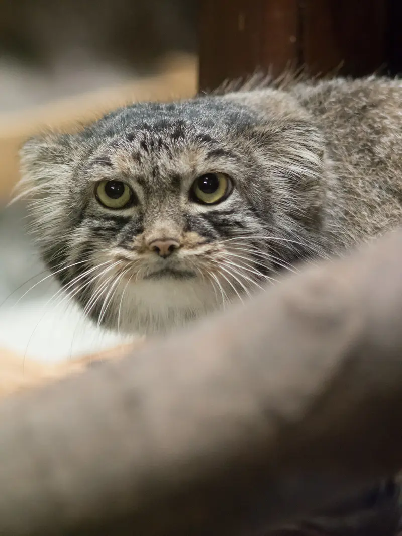 恩賜上野動物園のサフランの写真