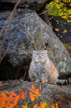 マヌルネコの写真