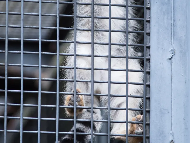旭山動物園のヒデの写真