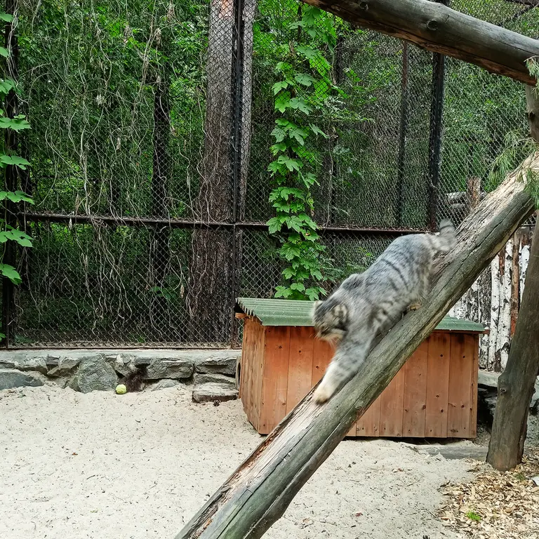 ノヴォシビルスク動物園のルフの写真
