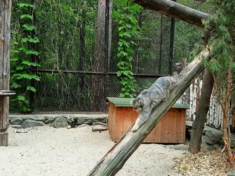 ノヴォシビルスク動物園のルフの写真