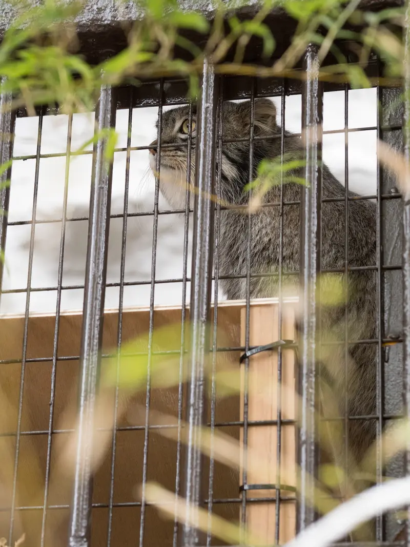 野毛山動物園のフィーガの写真