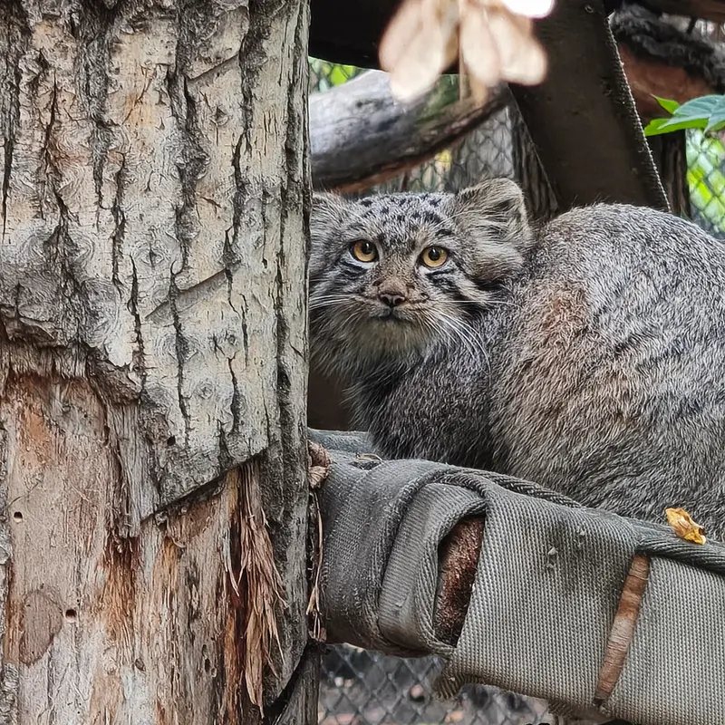 ノヴォシビルスク動物園のマヌルネコの写真