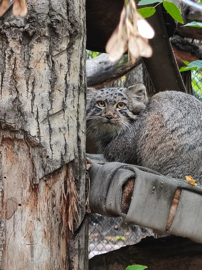 ノヴォシビルスク動物園のマヌルネコの写真