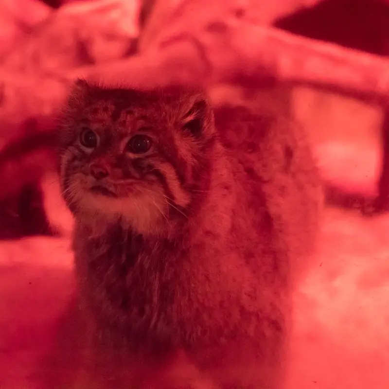 恩賜上野動物園のナイマの写真
