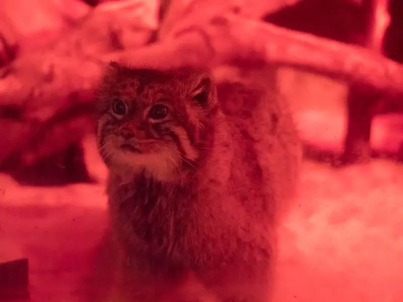 恩賜上野動物園のナイマの写真