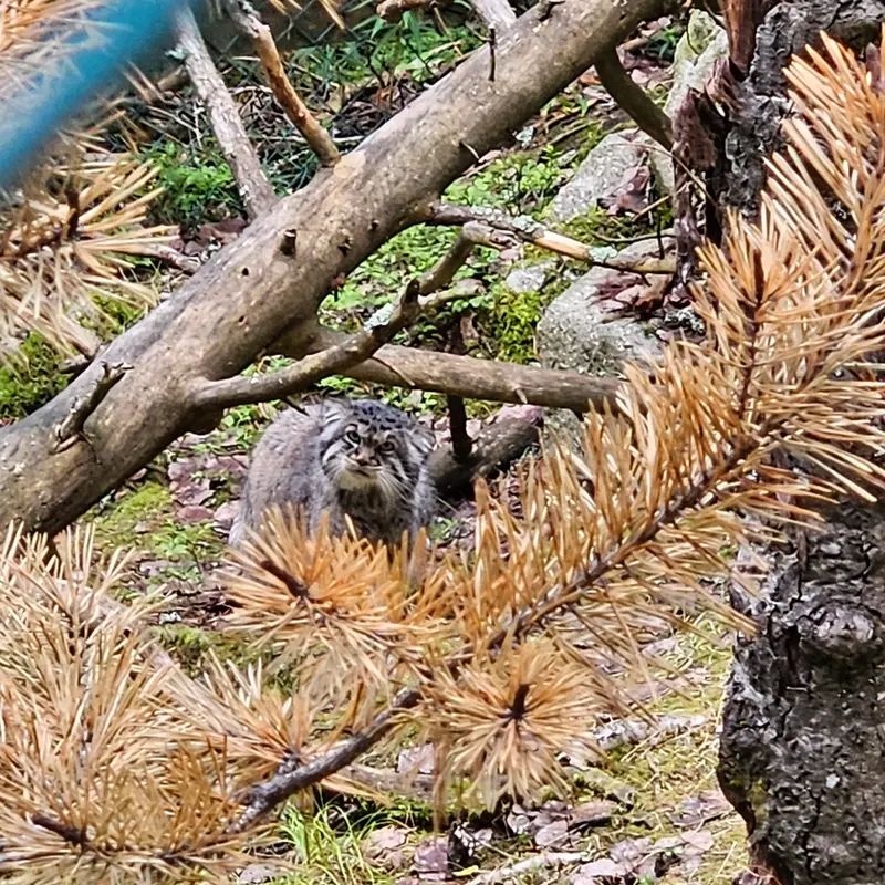 ラヌア動物園のモルッティの写真