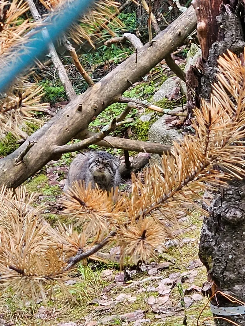ラヌア動物園のモルッティの写真