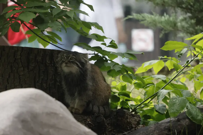 モスクワ動物園のティモフェイの写真