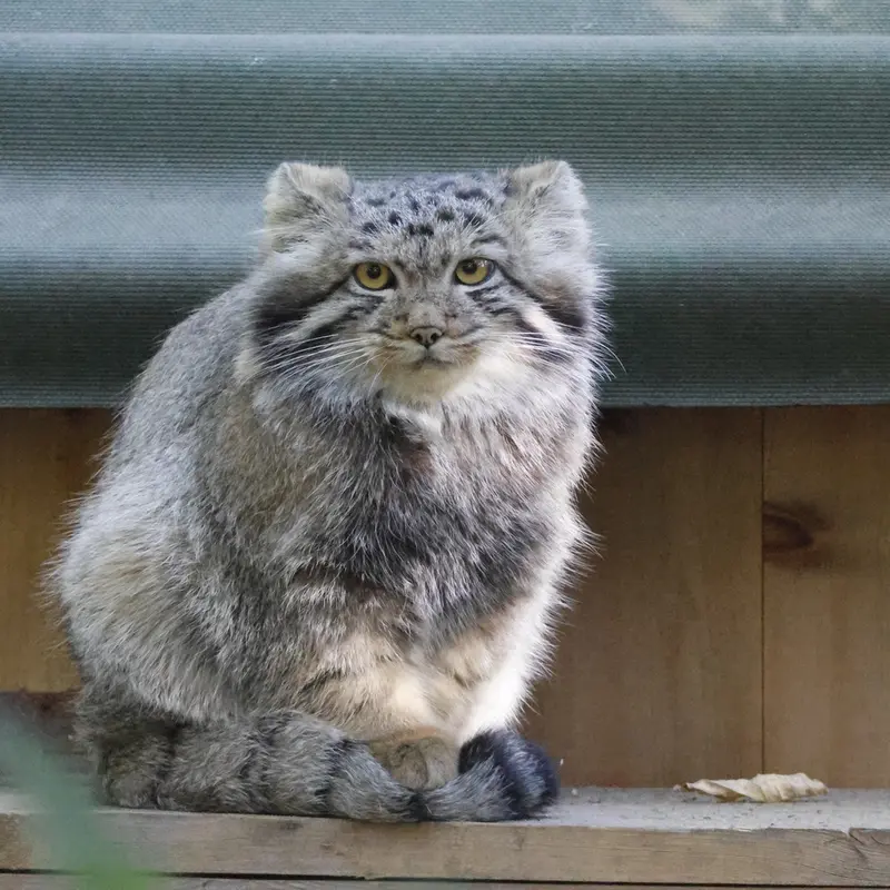 ノヴォシビルスク動物園のスネジャナの息子 b.2026 Ⅰの写真