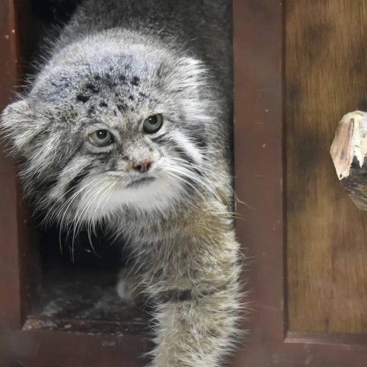 恩賜上野動物園のクリョンの写真