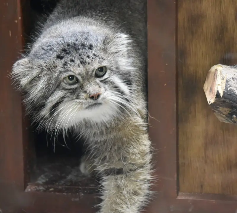 恩賜上野動物園のクリョンの写真