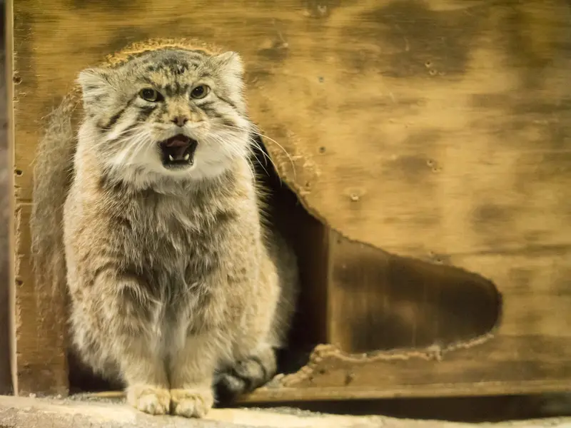 恩賜上野動物園のプリームラの写真