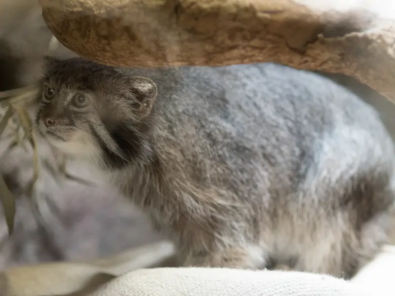 恩賜上野動物園のクリョンの写真