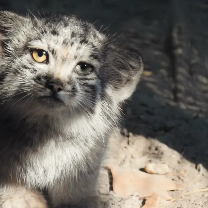 ブダペスト動物園＆植物園のボリス Ⅱの写真