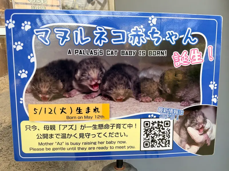 神戸どうぶつ王国のマヌルネコの写真