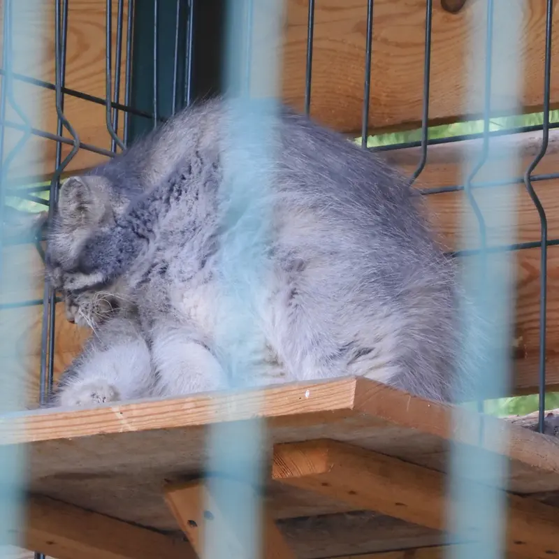 マヌルネコの写真