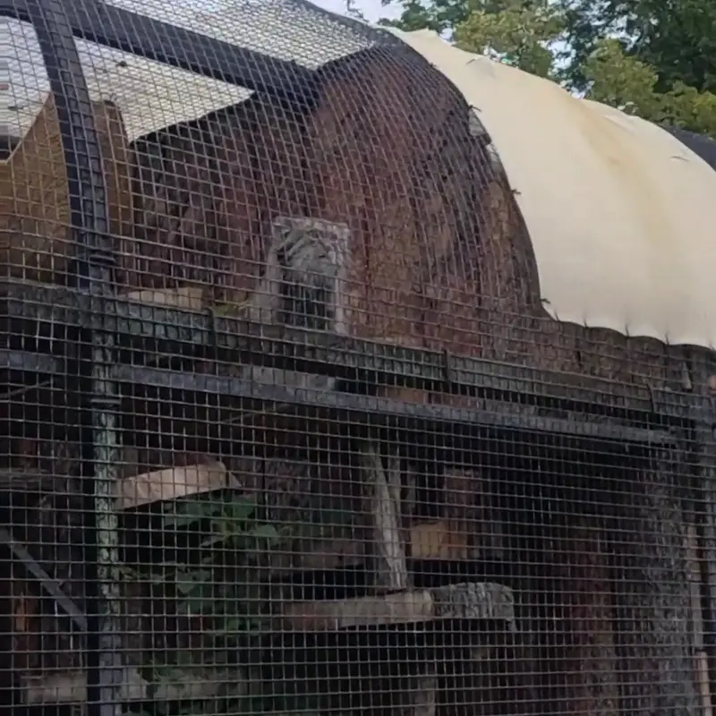レニングラード動物園のマヌルネコの写真