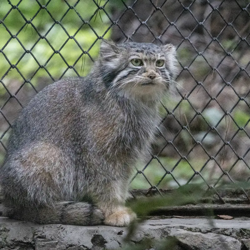 ノヴォシビルスク動物園のイヴの写真