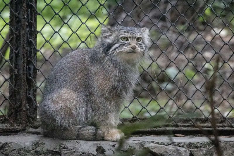 ノヴォシビルスク動物園のマヌルネコの写真