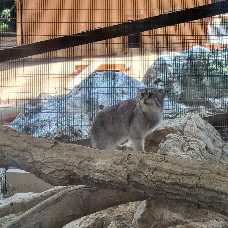 ミル・マウンテン動物園のバトバヤルの写真