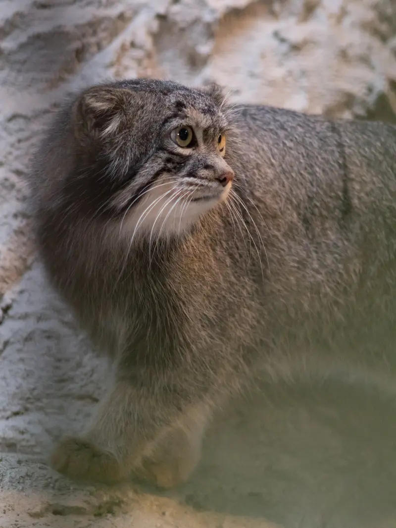 野毛山動物園のフィーガの写真