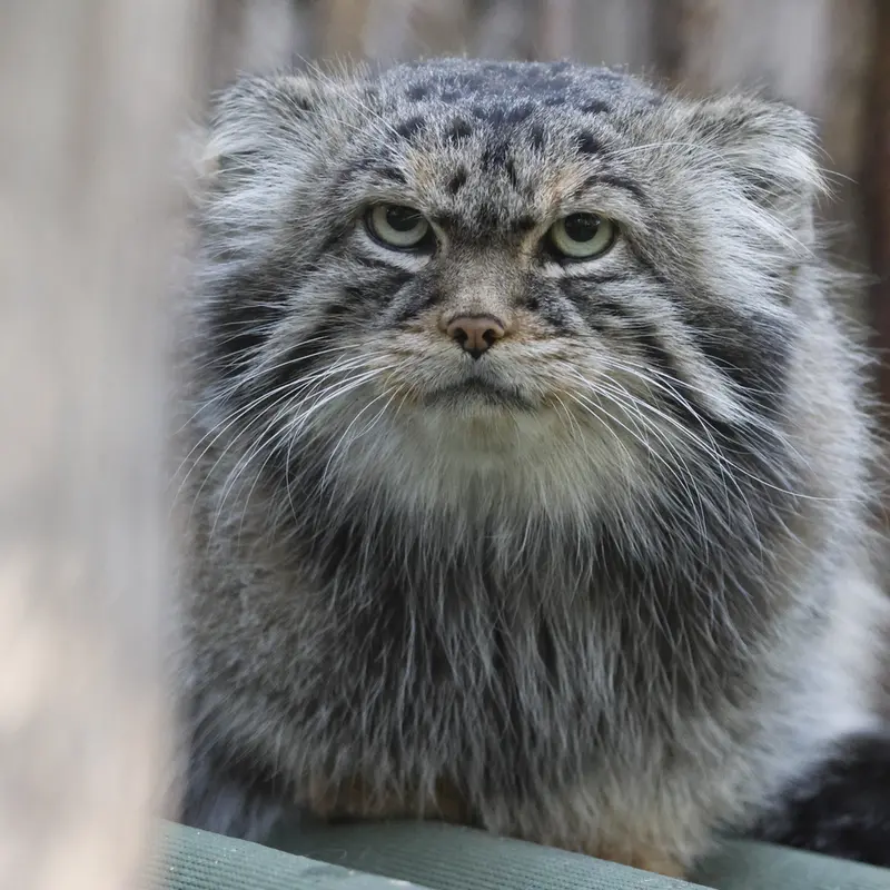 ノヴォシビルスク動物園のジョージの写真