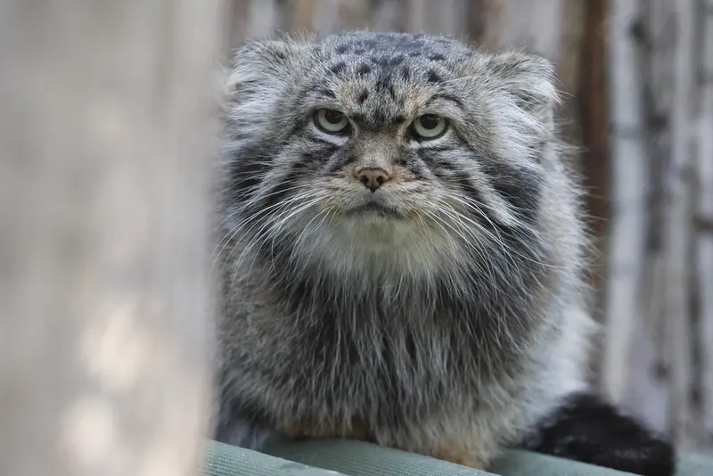 ノヴォシビルスク動物園のジョージの写真