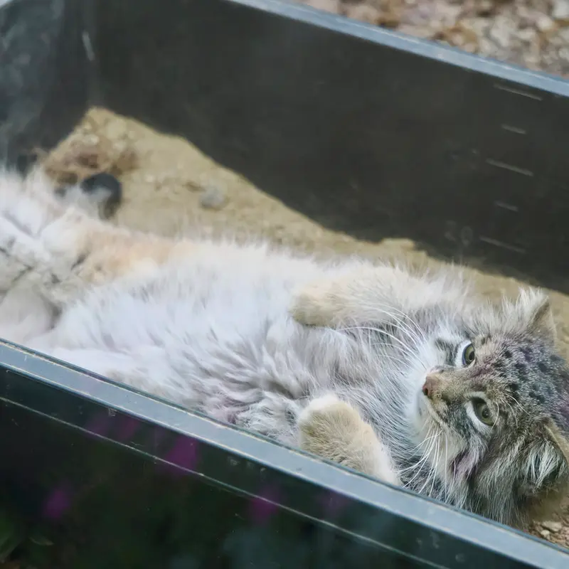 埼玉県こども動物自然公園のオリーヴァの写真