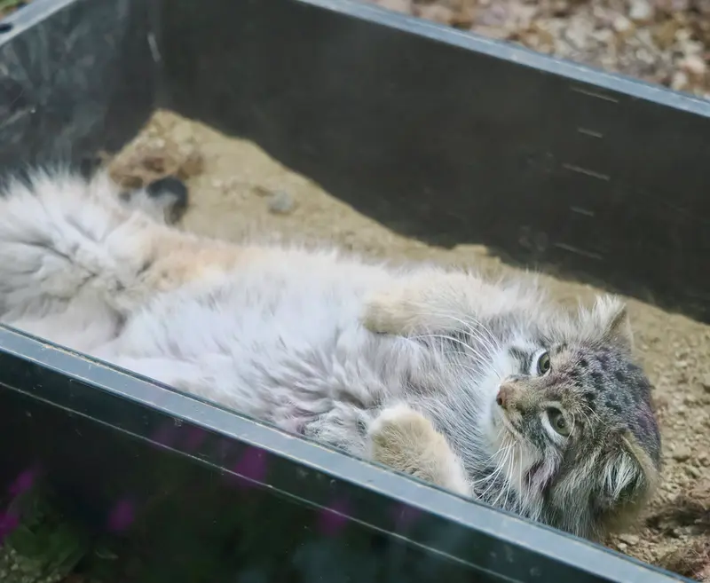 埼玉県こども動物自然公園のオリーヴァの写真