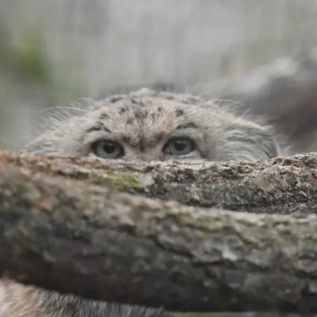 ザールブリュッケン動物園のカルプソの写真