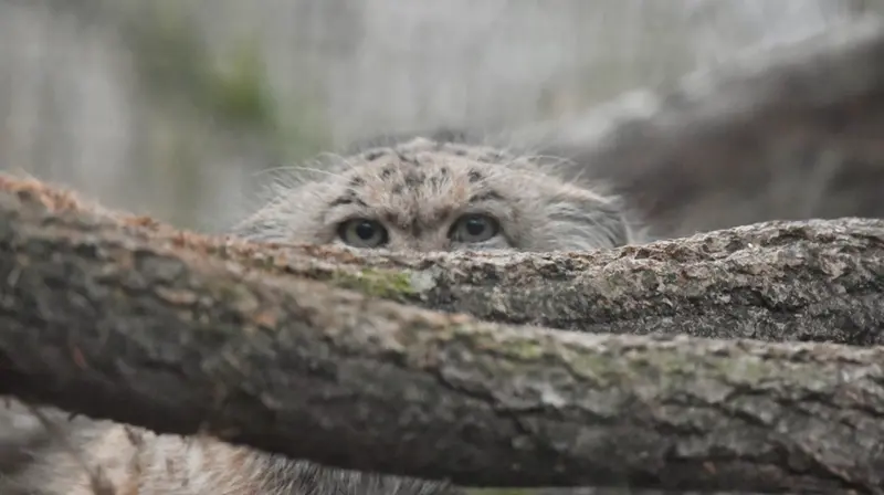 ザールブリュッケン動物園のカルプソの写真
