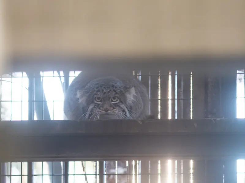 野毛山動物園のフィーガの写真
