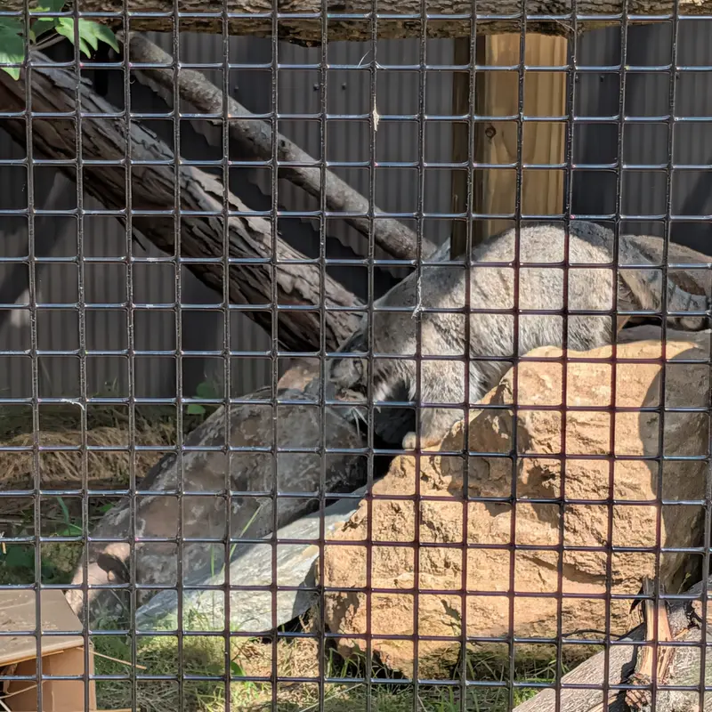 エルムウッド・パーク動物園のマヌルネコの写真