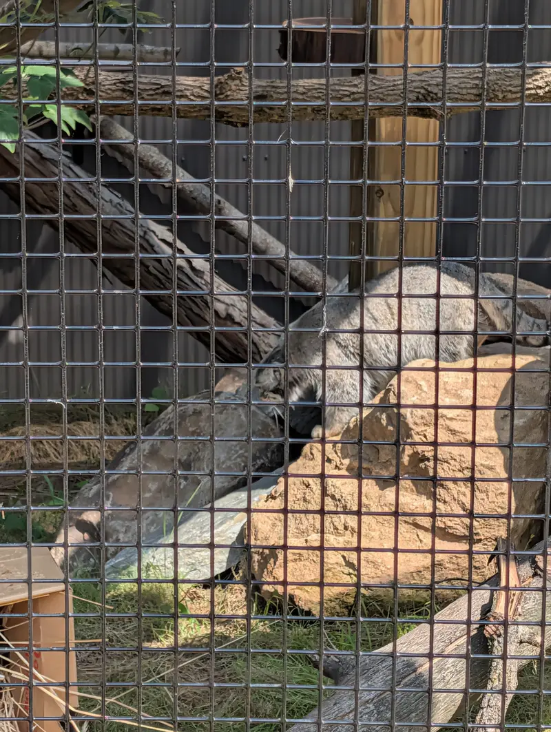 エルムウッド・パーク動物園のマヌルネコの写真