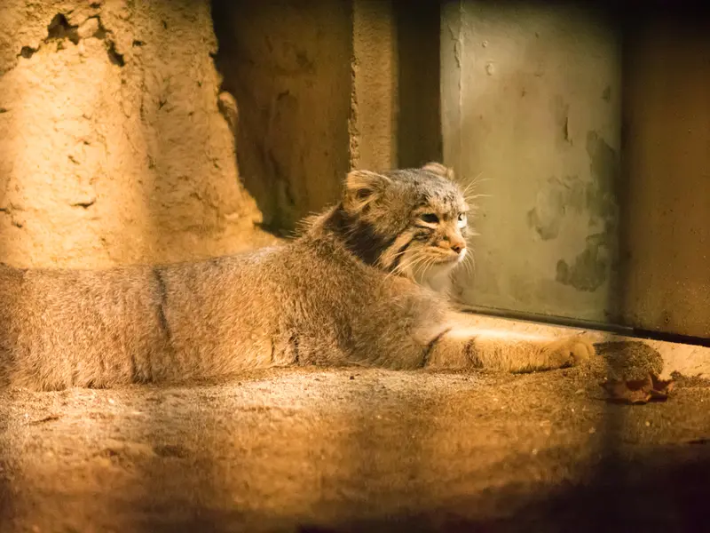 野毛山動物園のフィーガの写真