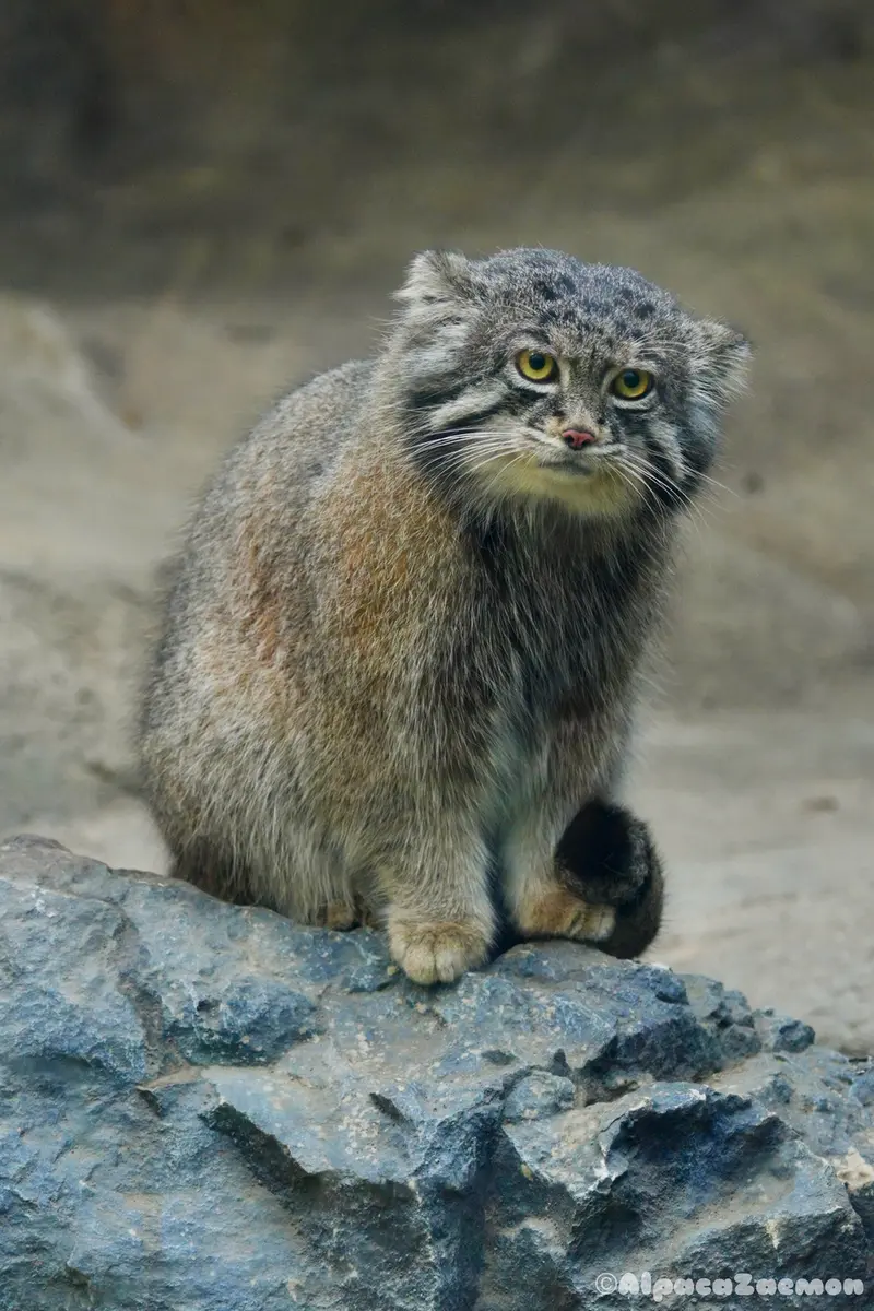神戸どうぶつ王国のナルの写真