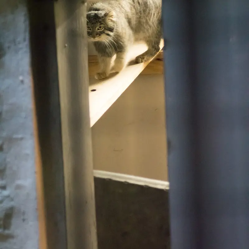 野毛山動物園のフィーガの写真