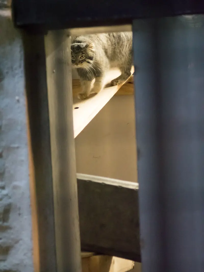 野毛山動物園のフィーガの写真