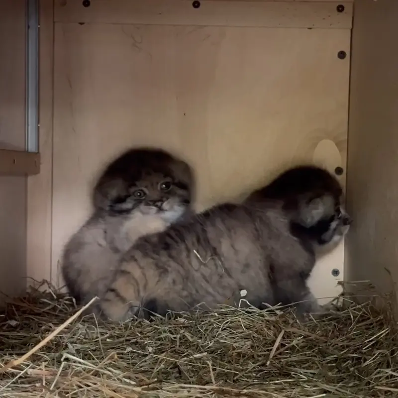 レニングラード動物園のマヌルネコの写真