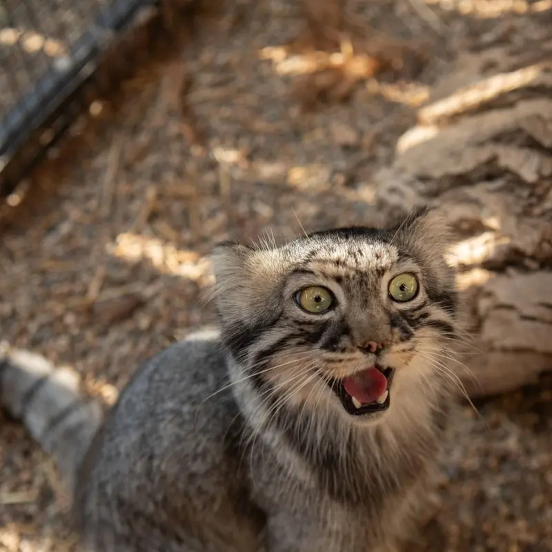 グレートプレーンズ動物園のタシの写真