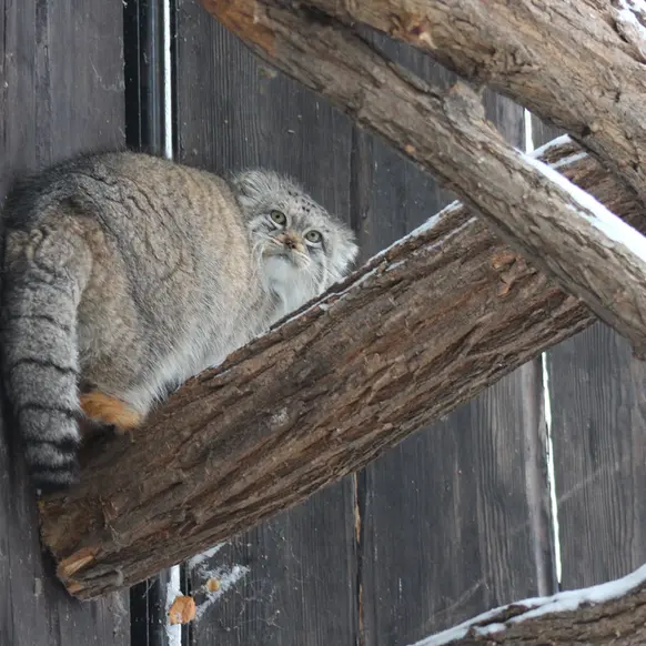 ワルシャワ動物園のジェシーの写真