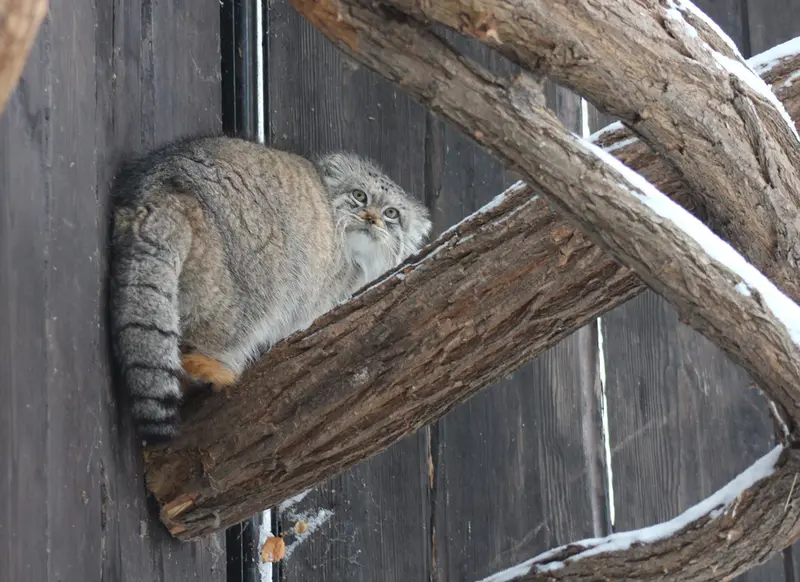 ワルシャワ動物園のジェシーの写真