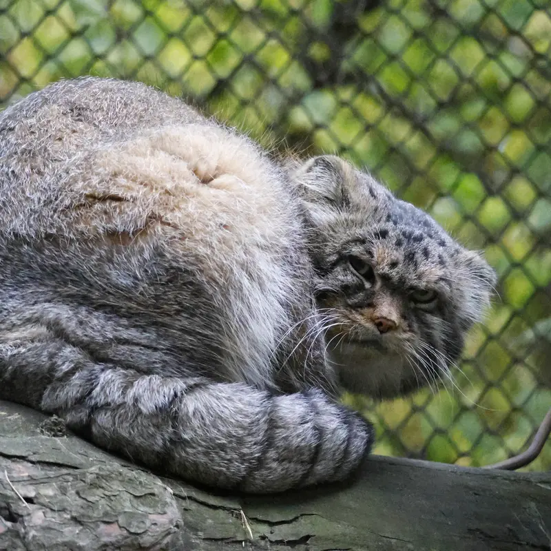 ノヴォシビルスク動物園のジョージの写真